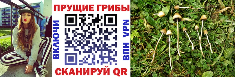 Галлюциногенные грибы Cubensis Новомичуринск